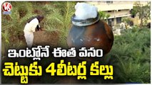Old Man Unique Idea, Farming Toddy Plants In His House _ Jagtial _ V6 News