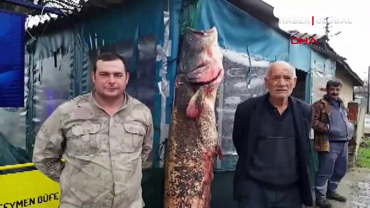 Meriç Nehri'nde bulundu! Tam 2 metre 10 santim uzunluğunda...