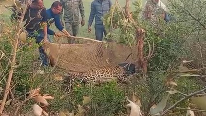 शिकारी के फंदे में 14 घंटे तड़पता रहा तेंदुआ,पन्ना से बुलाई थी रेस्क्यू टीम