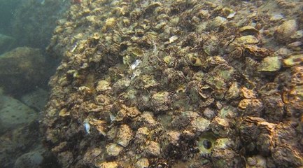 Karadeniz’de ‘Pasifik istiridyesi’ istilası