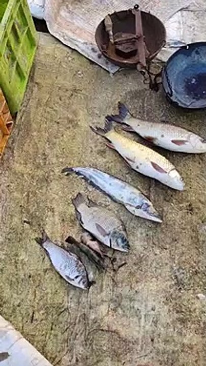 ఐదు రకాల చేపలు ఏ విధంగా ఉన్నాయో చూడండి _ రుచిగల చేపల పేర్లు తెలుగులో _ Top 5 Fishs Names in telugu