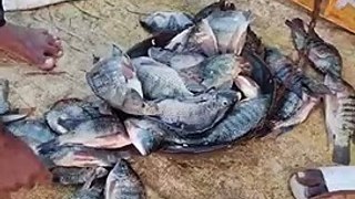 చెరువులో చేపలు ఎలా ఉన్నాయి చూడండి Fisherman_s fishing videos in river _ Bigg fish catching on nets