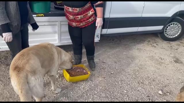 Nilüfer Kent Konseyi Gönüllüleri 5 Yıldır Hayvanları Besliyor: Daha Fazla Gönüllü İstiyoruz