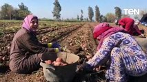 بشائر الخير.. بدء موسم حصاد البطاطس بالمنوفية وسعادة المزارعين بالانتاج الوفير