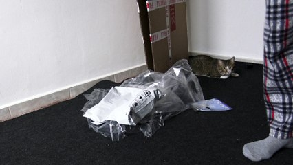 Cat Is Curious about Wrapping Materials