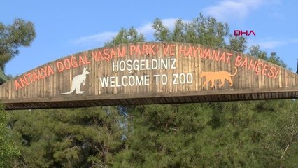 KURTARILAN YABAN HAYVANLARI, HAYVANAT BAHÇESİNDE GÜVEN İÇİNDE YAŞIYOR