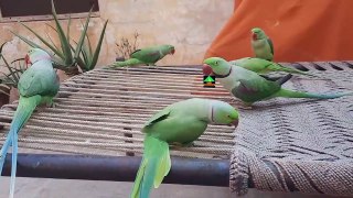 So Amazing Video Of Talking Parrots
