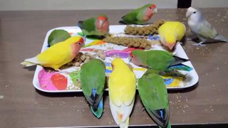 Some beautiful birds for you enjoying watch this