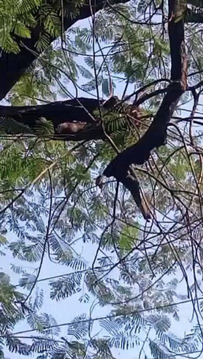 owl on tree