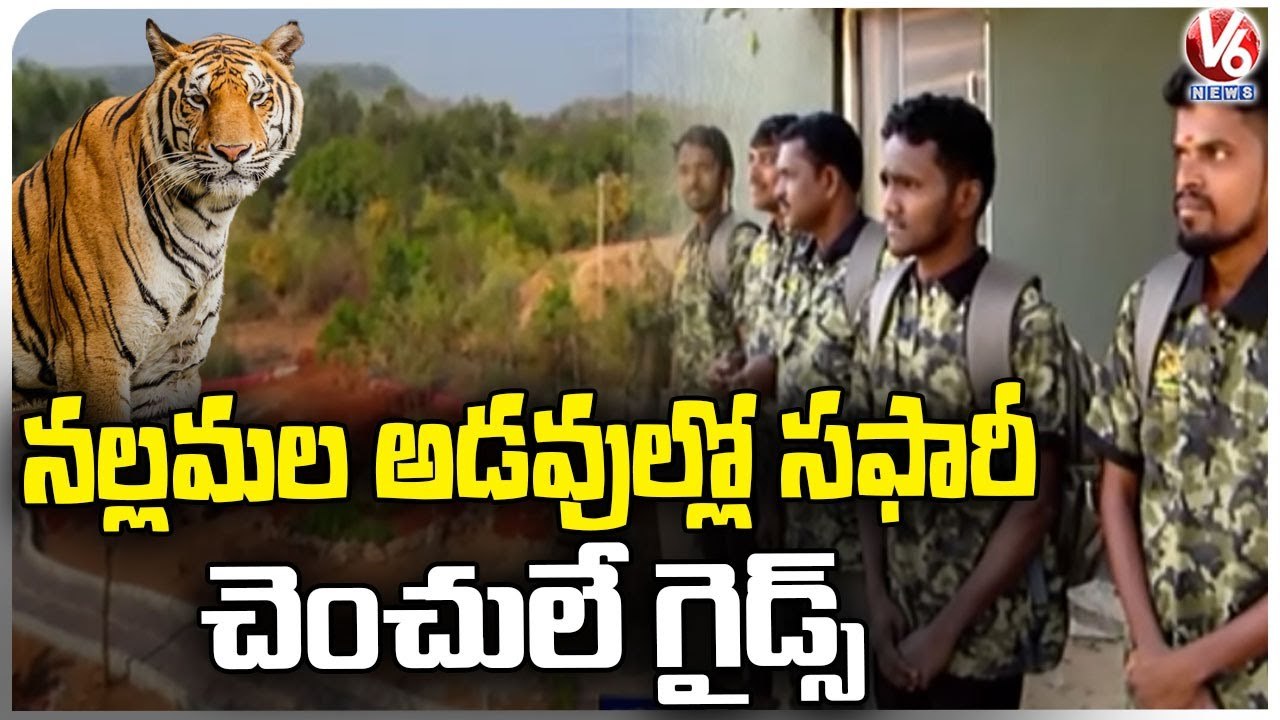 Jungle Safari Begins In Amrabad Tiger Reserve | Nallamala Forest | V6 News