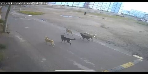 Köpeklerin yaşlı kadına saldırı anı güvenlik kamerasına yansıdı