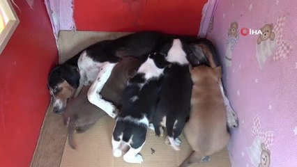 Yavruları ile taksi durağına sığınan köpeğe sahip çıktılar