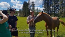 Finding horses from Franches-Montagnes at the bio Ferme Under the Neuvevie, Doubs Park