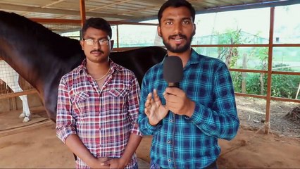 A horse starting at 6000 rupees