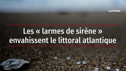 Les « larmes de sirène » envahissent le littoral atlantique