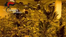 Monguzzo (CO) - Maxi piantagione di marijuana in un capannone: 2 arresti (23.01.23)