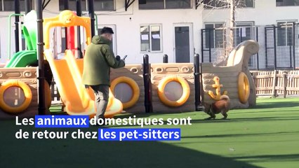 En Chine, la garde d'animaux reprend du poil de la bête