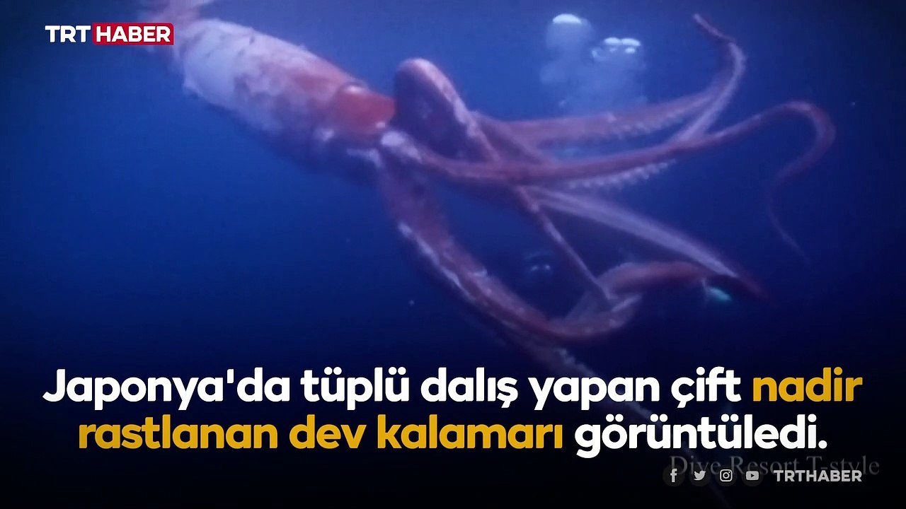 Nadir görülen dev kalamar Japon çiftin kadrajına yakalandı ...