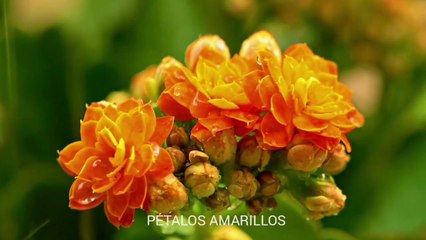 DULCE, (Versión completa) . Pop Songs. Música para Dormir, Descansar, Aliviar el Stress.