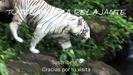 Relajate con Música. TUTZE MUSICA.