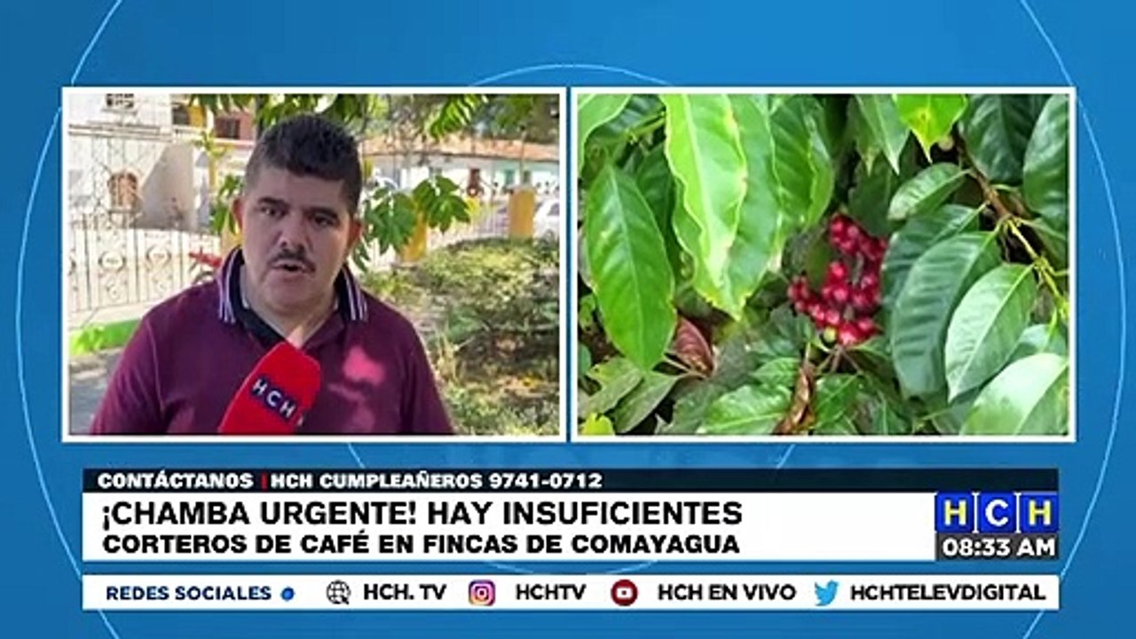 ¡Chamba! Más de 20 mil cortadores de café urgen en fincas de Comayagua