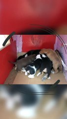 Yavruları İle Taksi Durağına Sığınan Köpeğe Sahip Çıktılar #shorts