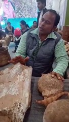 विज्ञान महोत्सव में शामिल हुए 2007 में मिले डायनासोर के अंडे, वन विभाग कर रहा देखभाल