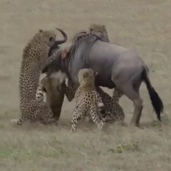 There is no such thing as a magazine called a bipartisan campaign