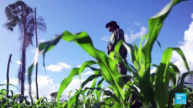 Brasil: primeras redadas contra la deforestación ilegal en la Amazonía