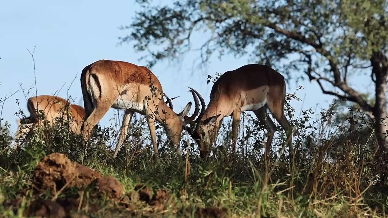 Safari at Peace
