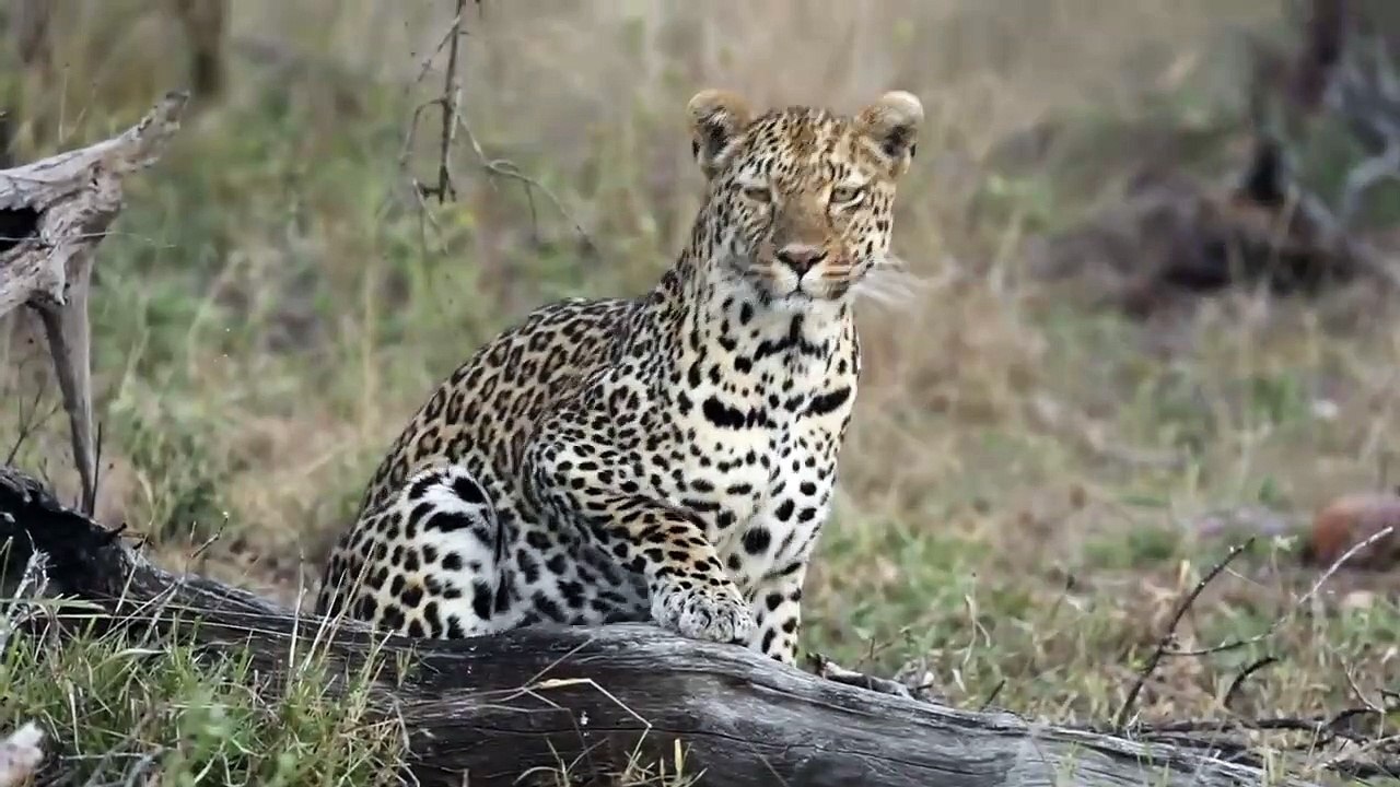 Sand River PRIDE and Three Rivers female LEOPARD