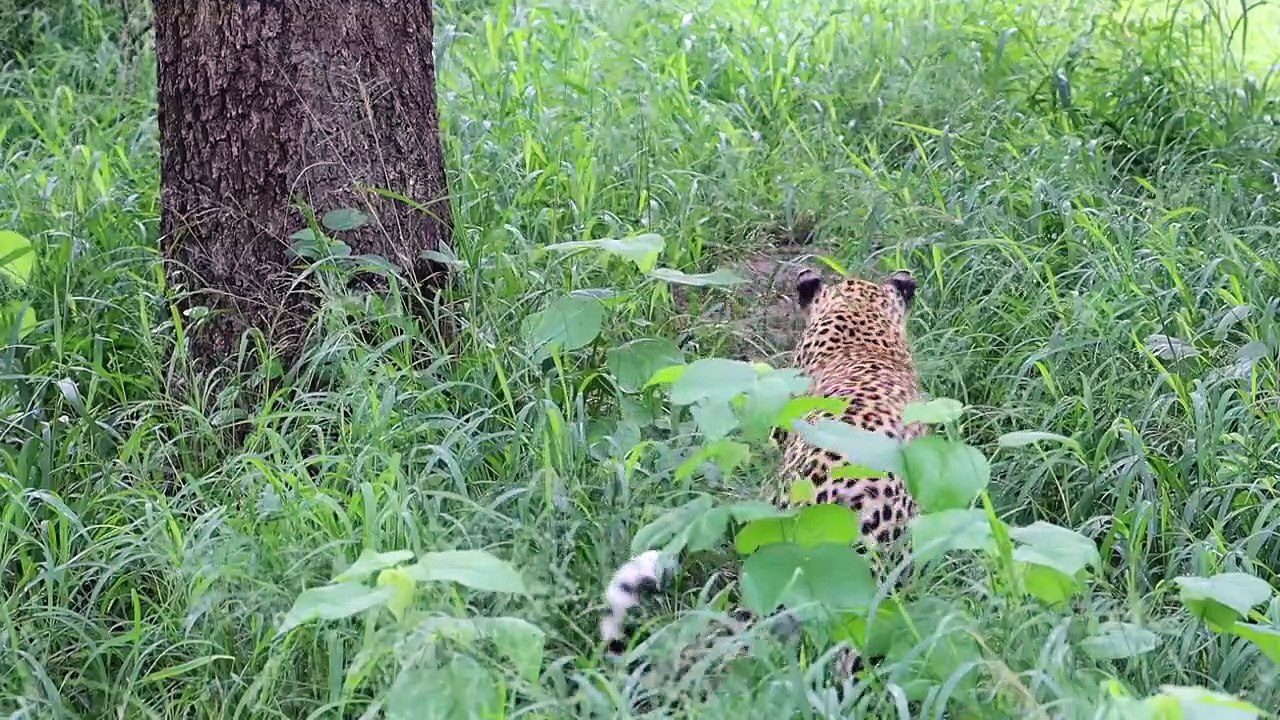 Simply LEOPARD