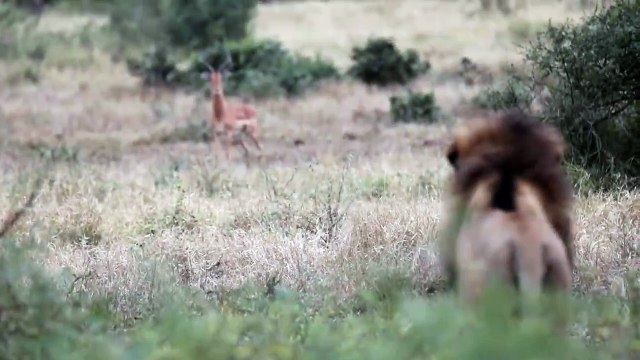 The ISLAND Female and her CUB. Both GOWRIE Males.