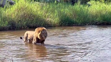 The start of a LION PRIDE TAKE-OVER. The Ndhzenga males and the Kambula pride