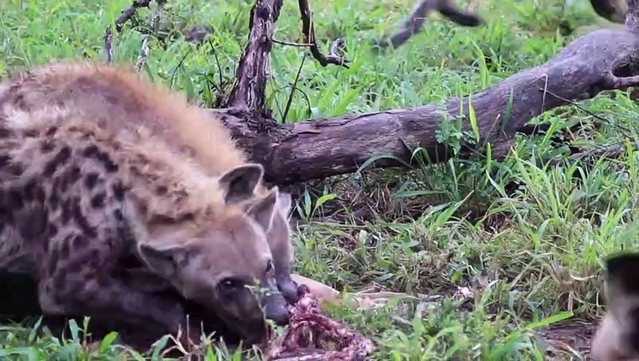 THIEVERY. HYENAS Steal From WILD DOGS and a Male LEOPARD Steals From a Female