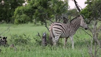 WILD DOG Hunt Leads to LION and HYENA Interaction