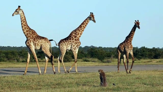 World's FASTEST Land Animals Meet the TALLEST