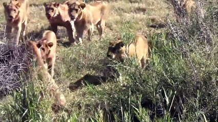 Young LIONS vs Old Buffalo (Lion Tossed into Air by Buffalo)