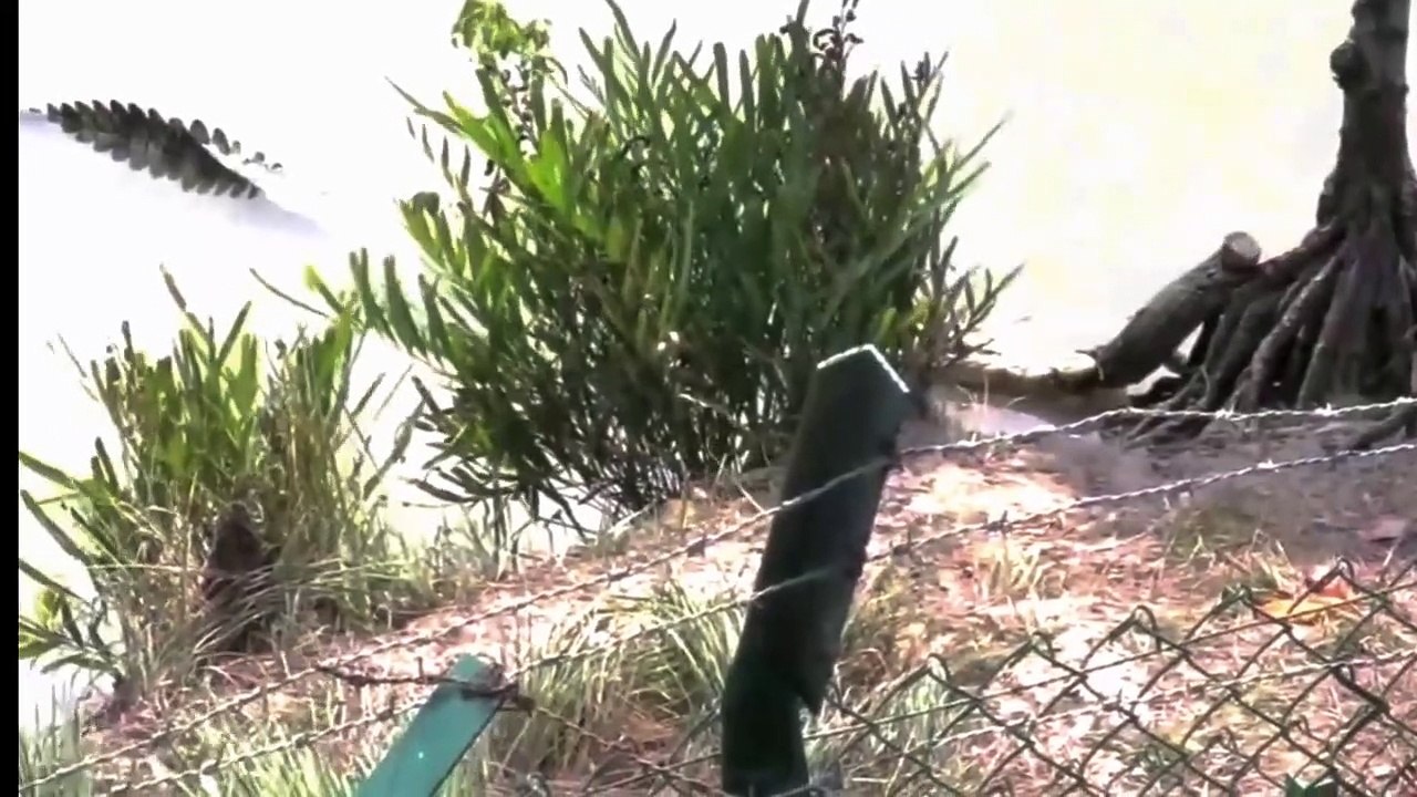 Animal assault Best way to attack an adversary is with a crocodile