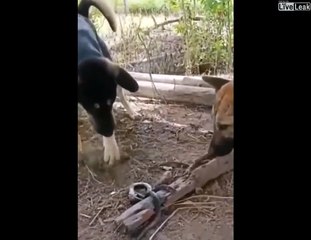 Ce chien va avoir la peur de sa vie