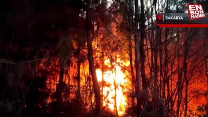 Sakarya'da orman yangını