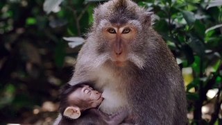 Monkey Eating Food | Monkey Eating Video | Monkey Video |