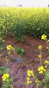 RANGILA RAJASTHAN 0786