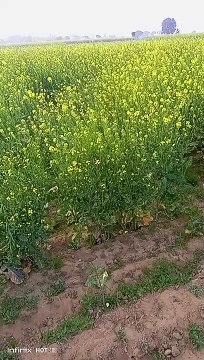 RANGILA shorts video vairalviews RAJASTHAN 0786