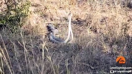 Fighting Black Mamba Snakes