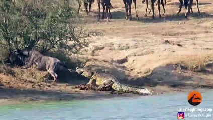 Hippos Come to Rescue Wildebeest from Crocodile