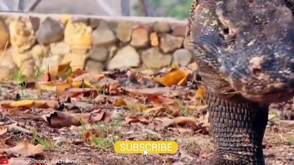 HORRIFIC Moments of Komodo Dragons and other Monitor Lizards Eating their Prey Alive   Pet Spot