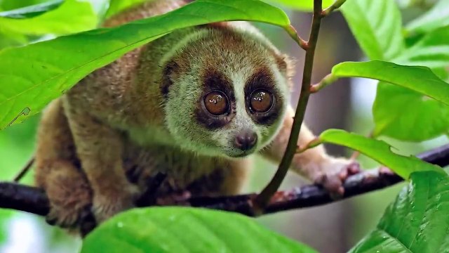 INSANE Hunting Moments of Primates Pet Spot