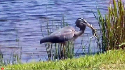 INSANE Moments Predators Became Prey   Pet Spot