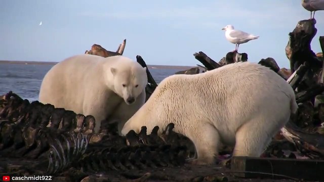 MERCILESS Moments of Polar Bears Crushing and Consuming their Prey Pet Spot
